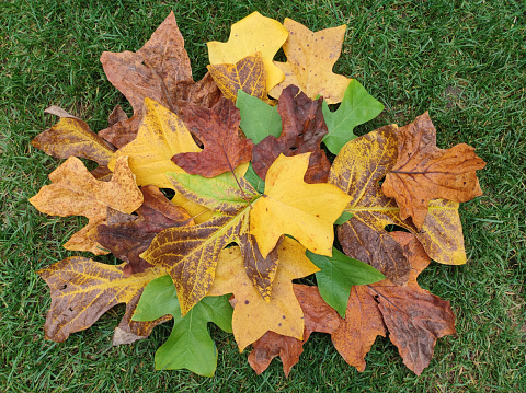 leaves in autumn colors of tulip poplar tree