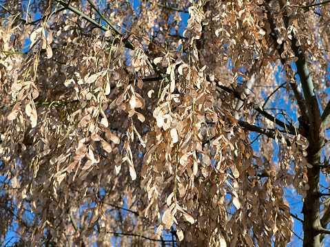 golden seeds of maple tree in sunlight