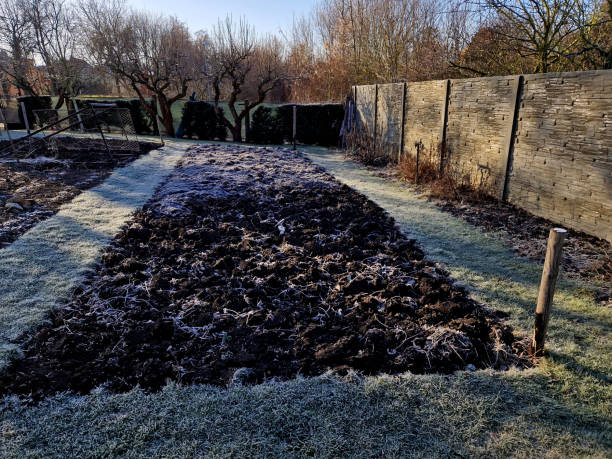 istock young children help to distribute soil from compost. They load a dad's shovel into wheelbarrow to fill the soil. Large decomposed compost is delivered to a field with a vegetable garden in winter. 1979423005