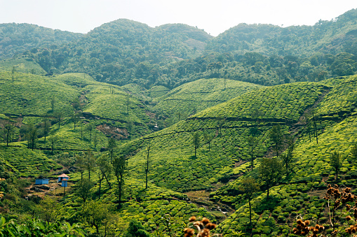 green tea plantation farm with mountain in kerala india