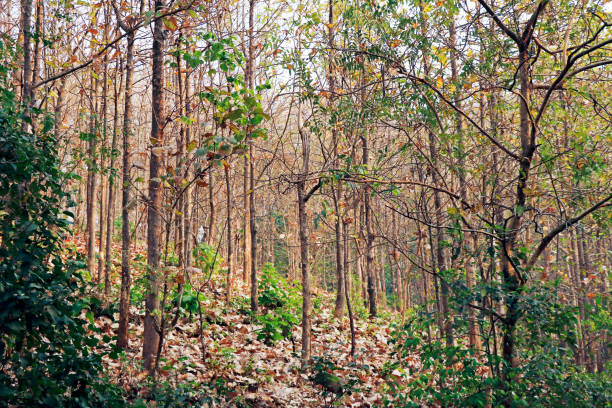 jungle forest view with teak trees in summer season