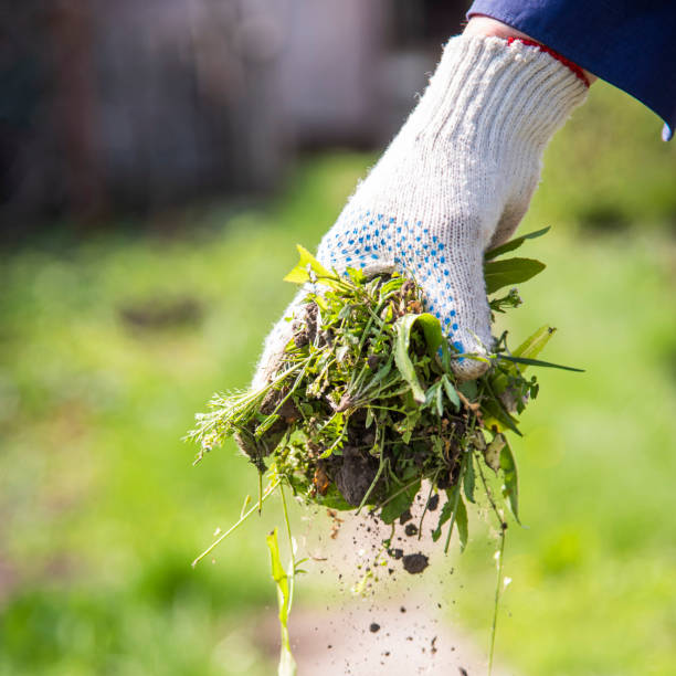 istock an old man throws out a weed that was harvested from his garden 1979428446