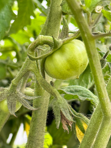 Stock photo showing close-up view of beef tomato plants (Solanum lycopersicum) containing unripe, green fruit.