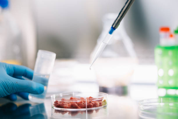 istock Scientist working with pipette and cultured meat in laboratory 1979439548