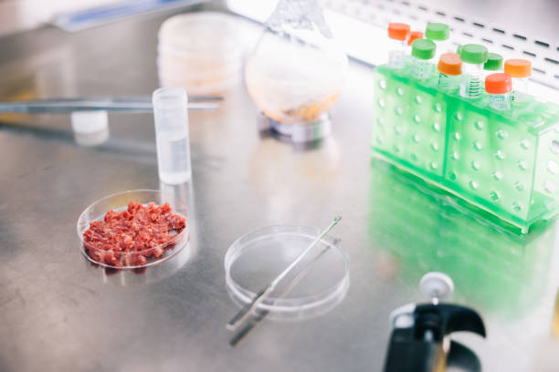 istock Still life of cultured meat lab 1979439551