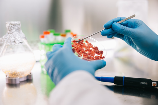 A close-up still life captures the intricate details of a scientist's gloved hands delicately manipulating cultured meat samples in a sterile laboratory environment.