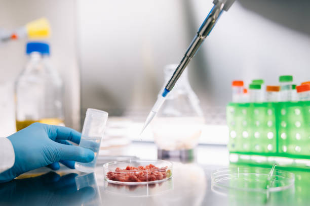 istock Scientist working with pipette and cultured meat in laboratory 1979439572