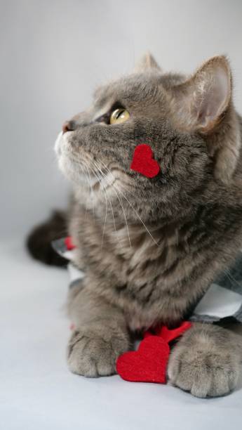 istock Cat on February 14 for Valentine's Day 1979447034