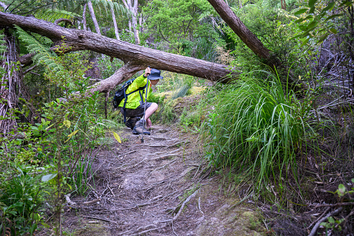 Man walking under the fallen tree at Kauri Point Centennial loop track. Auckland.