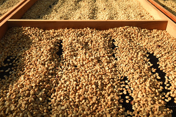 istock Close up of coffee beans drying 1979468730