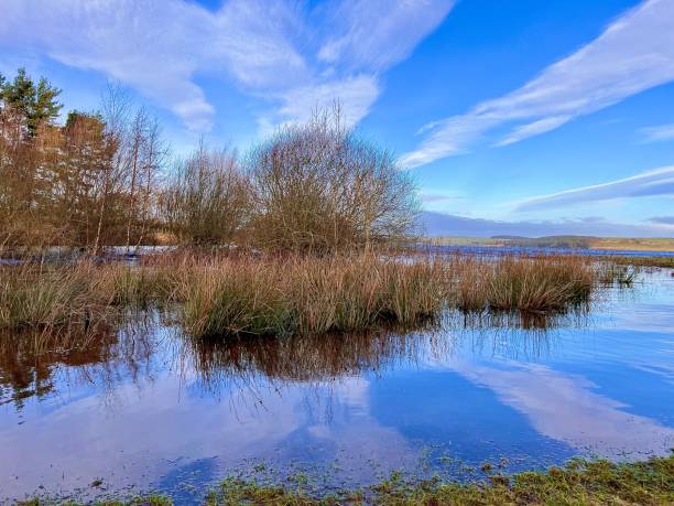 istock Blue sky and clouds reflected in stagnant water 1979469758