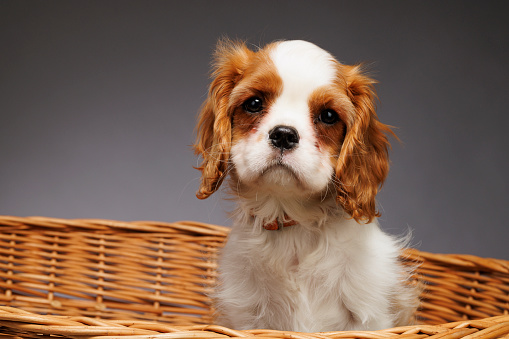 Cute dog puppy studio portrait.  Cavalier King Charles Spaniel. standing in basket on gray background Blenheim (chestnut and white)