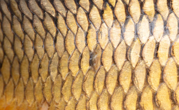 istock Scales on a fish as an abstract background. Texture 1979490798