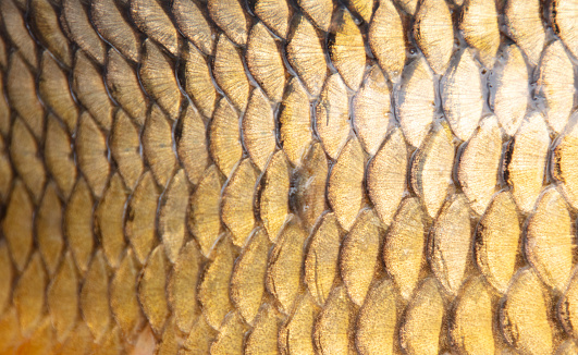 Scales on a fish as an abstract background. Texture.