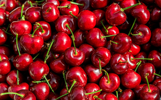 A bunch of delicious ripe red plums hanging on tree