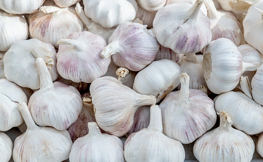 Harvested garlic hanging in bunches to dry before storing in an open shed protected from sun and rain