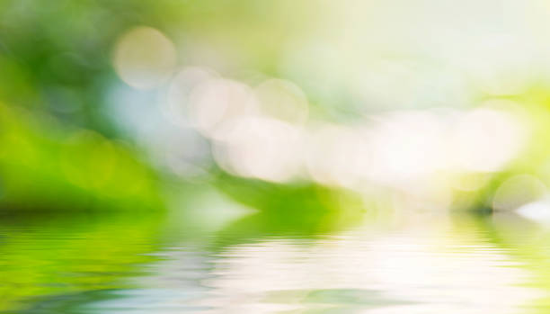 istock Defocused background of green tree and lake water 1979495619