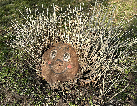 Cut-out tree trunk with hair and face funny