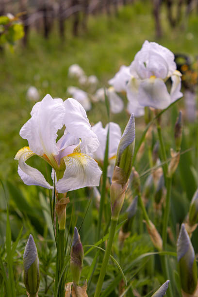 istock White Iris germanica var. florentina - florentine iris blooming in spring 1979509385