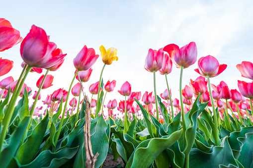 low angle view on yellow tulips in flower field in the spring, Netherlands, at a clear sky