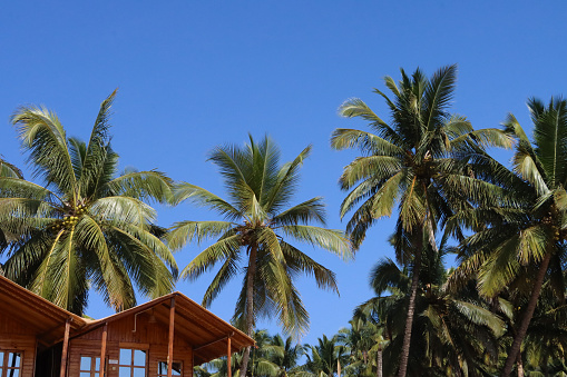 Stock photo showing close-up view of Royal palms (Roystonea regia) pictured against a sunny, clear blue sky over vacation room treehouse wooden beach huts.