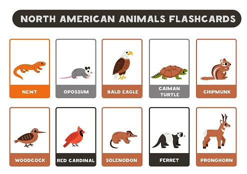 Flashcards for kids with cute North American animals. Educational cards.