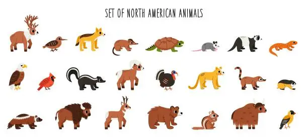 Vector illustration of Set of cute North American animals with in cartoon style on white background.