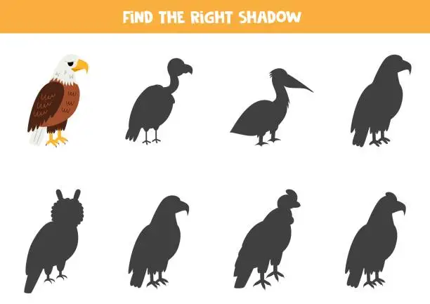 Vector illustration of Find shadow of cute bald eagle bird. Educational logical game for kids.