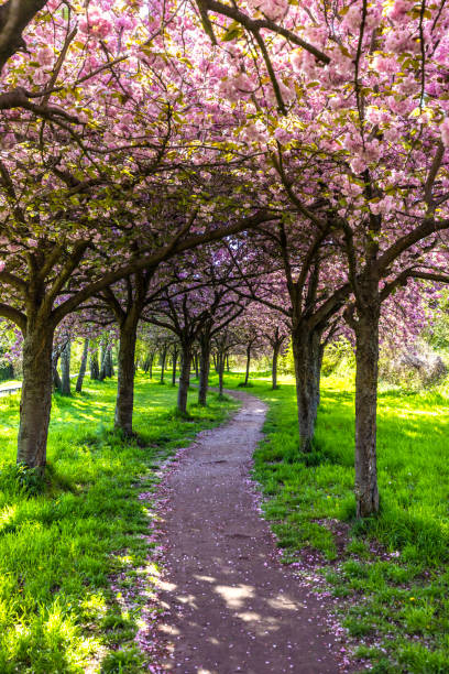 trees with blooming cherry tree flowers - czeremcha zdjęcia i obrazy z banku zdjęć
