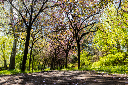 Trees with blooming cherry tree flowers