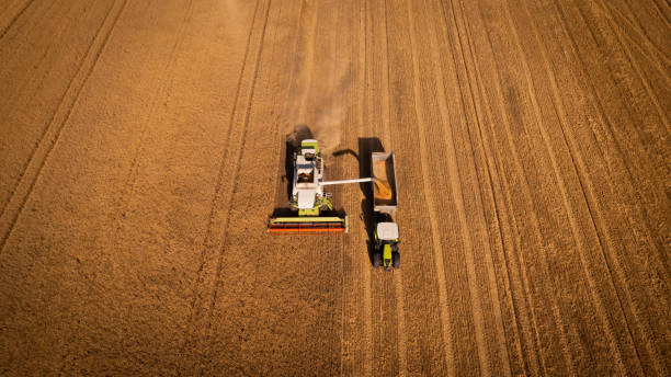 istock Combine harvester mowing grain 1979560494
