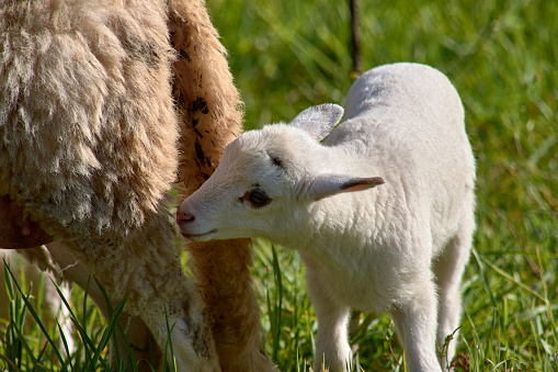 A white lamb trying to eat the milk provided by its mother