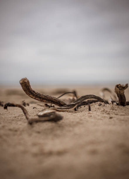 A vertical of a driftwood on a sandy beach