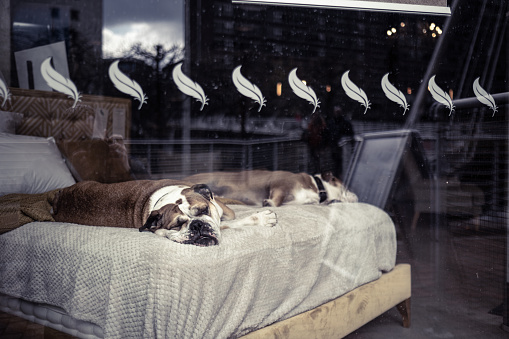Two sleeping English bulldogs on a bed in front of a shop window