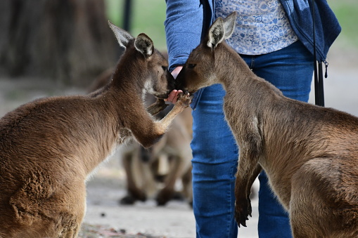 Kangaroos being hand fed in Ballarat wildlife Park Victoria Australia