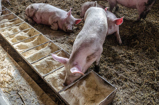 pigs in a pen sit on a bed of straw.