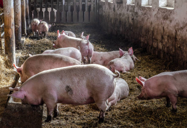 pigs in a pen sit on a bed of straw.
