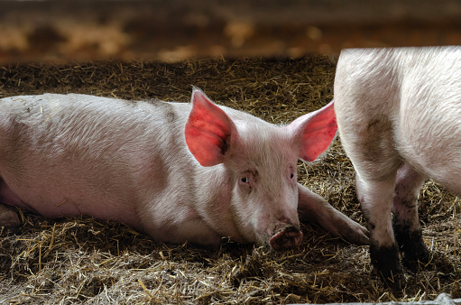 pigs in a pen sit on a bed of straw.