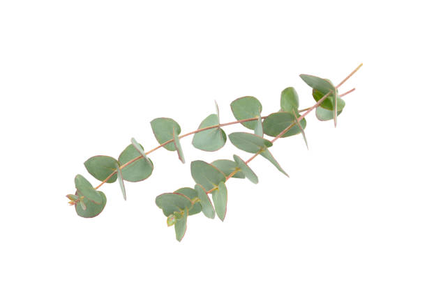 istock Green eucalyptus leaves isolated on a white background. Aromatherapy.Beautiful eucalyptus branches. Bouquet. Place for text, copy space, mockup 1979573697