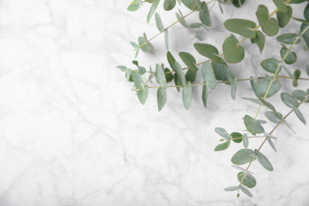 istock Eucalyptus leaves. Aromatherapy. Fresh eucalyptus close-up, on  background. Fragrant essential oil. View from above. Copy space. Natural cosmetics and skin care concept. 1979573699