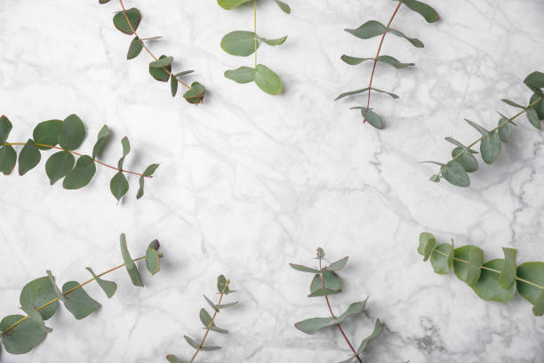 istock Eucalyptus leaves. Aromatherapy. Fresh eucalyptus close-up, on  background. Fragrant essential oil. View from above. Copy space. Natural cosmetics and skin care concept. 1979573701
