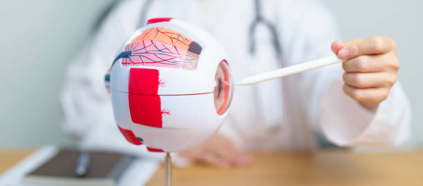 istock Doctor with human Eye anatomy model with magnifying glass. Eye disease, Refractive Errors, Age Related Macular Degeneration, Cataract, Diabetic Retinopathy, Glaucoma, Amblyopia, Strabismus and Health 1979575280