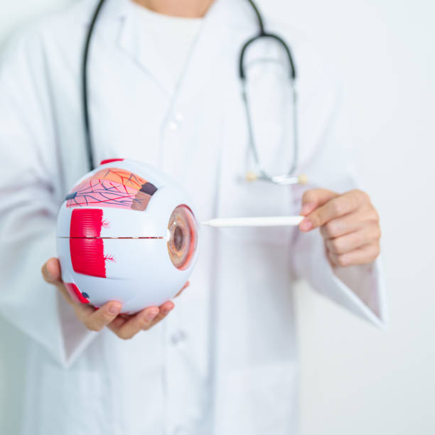 istock Doctor with human Eye anatomy model with magnifying glass. Eye disease, Refractive Errors, Age Related Macular Degeneration, Cataract, Diabetic Retinopathy, Glaucoma, Amblyopia, Strabismus and Health 1979575788
