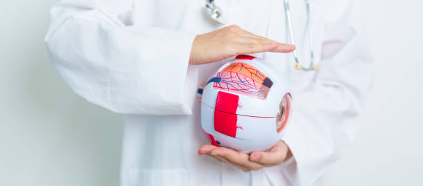 istock Doctor with human Eye anatomy model with magnifying glass. Eye disease, Refractive Errors, Age Related Macular Degeneration, Cataract, Diabetic Retinopathy, Glaucoma, Amblyopia, Strabismus and Health 1979576315