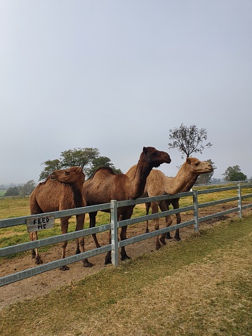 Camels at Summer Land Camels - Queensland, Australia