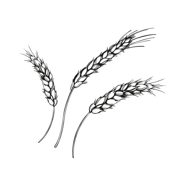 vector illustration of ears of wheat, hand drawn three branches of wheat, agriculture theme, black and white sketch of harvest theme isolated on white background - corn stubble illustrations stock illustrations