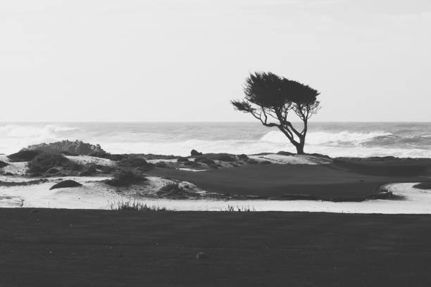Black and white shot of a lonely tree under the wind from the ocean