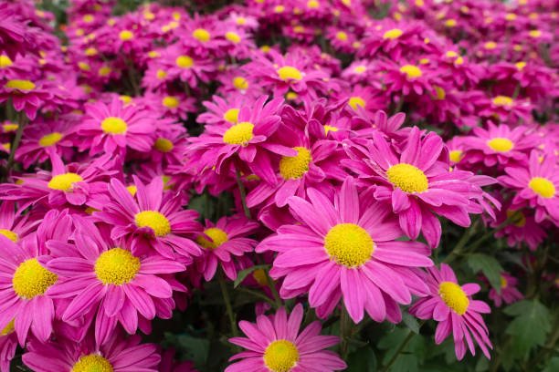 istock Close-up Flowers blooming in the Garden. 1979609909