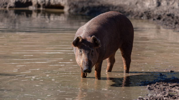 istock Iberian pig drinking water in the farm pond 1979615730