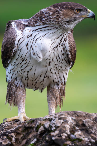 istock Beautiful vertical close-up portrait of a Bonelli's eagle looking sideways perched on a rock and with a blurred green background in Sierra Morena, Andalusia, Spain. Europe 1979627799